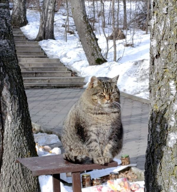 ТО. Домбай КОШКА В ЗАПОВЕДНИКЕ